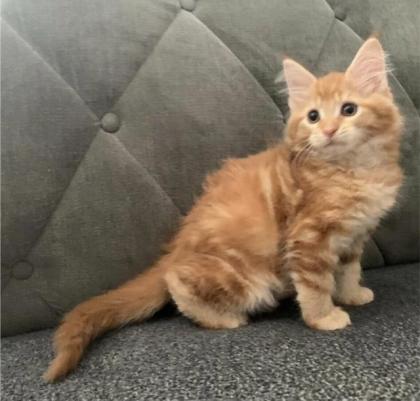 Wunderschöne reinrassige XXL Maine Coon Red Tabby Red White Tabby Katzen Kitten