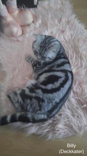 BKH-Silver/Golden Tabby Kitten suchen neues zuhause