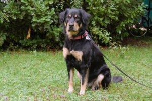 LALU - weiblich 6 Jahre 57 cm 28 kg Mix Gechipt Nicht kastriert