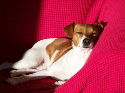Wurfankündigung Parson Jack Russel aus Champion Verpaarung