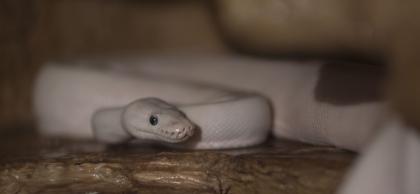 3 x Königspython Python Regius zu verschenken
