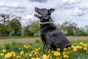 BLACK CONAN - Mischling, männlich, 4 Jahre, 60 cm, 30 kg, Gechipt, Kastriert
