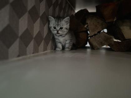 5 Wunderschöne BKH Kitten