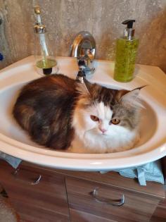 BLH Deckkater