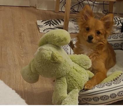 Zwergspitz Pomeranian