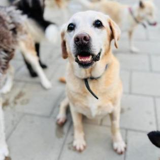 Chica . hübsches Hundemädchen