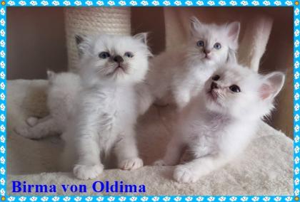 Birma Babys aus seriöser, registrierte Hobbyzucht mit Sitz im Nordrhein-Westfalen, Köln