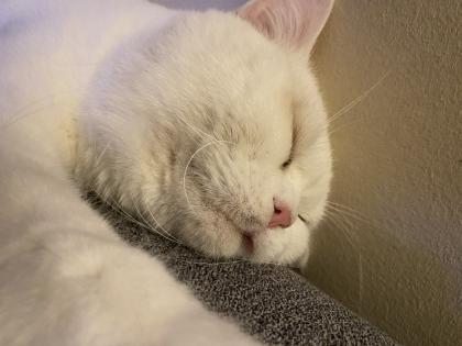 4 Kleine BKH-Kitten suchen ab dem 22. 06. 2023 ein liebevolles Zuhause