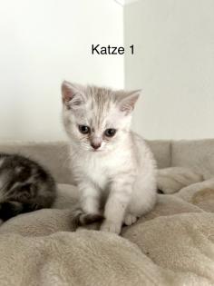 BKH Kitten suchen ab 17. 05 ein neues Zuhause