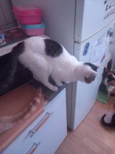 3 katzen suchen ein neues Zuhause