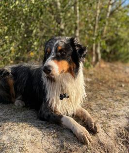 Australian Shepherd x American Collie Welpen
