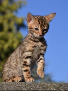 Bengalkitten Abgabe ab sofort