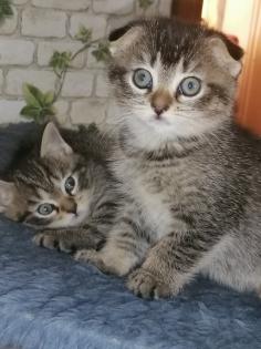 BKH Baby s Katzen ab 04. 07. 24 abholbereit