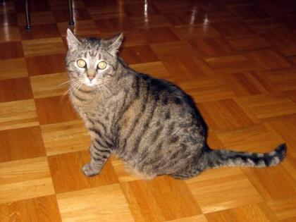 Kater zu verschenken