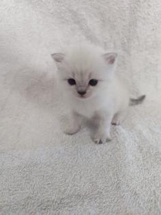 Sechs süße BKH Kitten geb. 06. 05. 23 suchen ab Ende Juli ein neues Zuhause