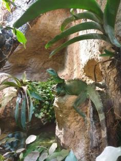 Grüne Wasseragame