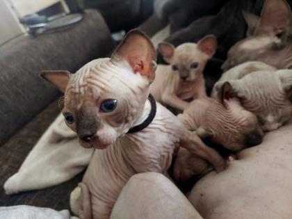 Canadian Sphynx Kitten