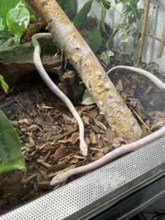 Kornnattern mit Terrarium
