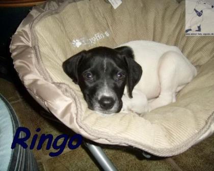 Kleiner Schelm Ringo