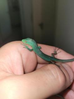 Gastropholis Prasina 0. 0. 3 grüne Baumeidechse