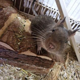 3 Degu Weibchen Geschwister