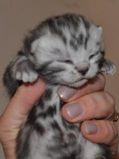 BKH silver tabby classik Kitten mit klasse Stambaum