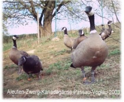 Aleuten-Zwergkanadagänse tel. 09901 7171