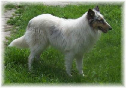 American white Collie Dame sucht in blue merle sucht ein Zuhause