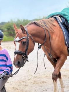 Biete Reitbeteiligung an lieben Pony
