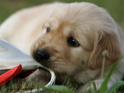 Golden Retriever Welpen Top Gesund bestens Sozialisiert