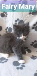 Maine Coon Kätzchen suchen ihre Traumfamilie