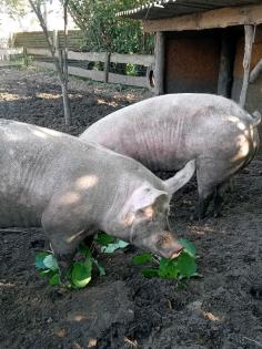 Bio Schweine 300 Kg Schlachtschweine