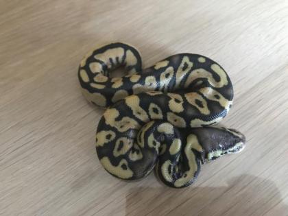 Lemon Pastel Granite HDGW Fader 50 het. Piebald 4 female python regius