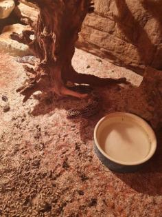Leopardgecko