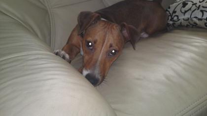1Jahr junge Jack Russell Hündin abzugeben.