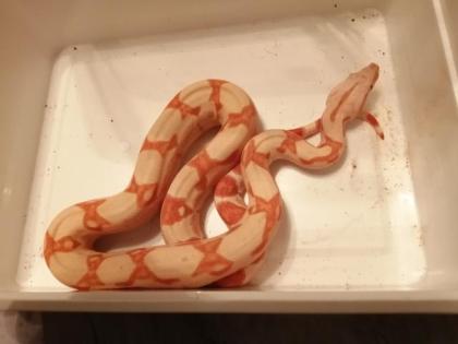 0. 0. 3 Boa constrictor Imperator