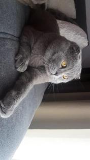 Liebevolle Kitten zu verkaufen