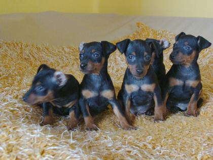 Zwergpinscher black and tan mit FCI Abstammung