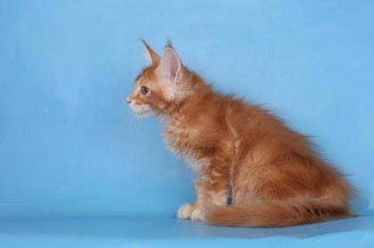 Reinrassige Maine coon Stammbaum