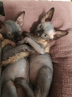 Sphynxbaby