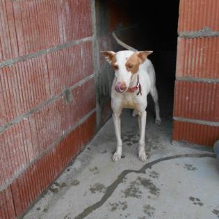 Lina sucht ein Zuhause