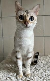 Bengal Katze reinrassig mit Stammbaum und Zuchtfreigabe