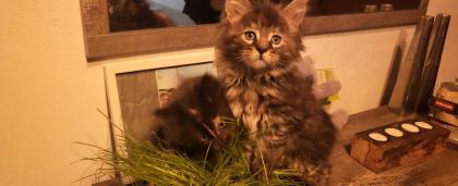 2 Main Coon Kitten abzugeben