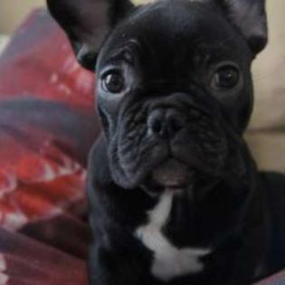 Wunderschöne Welpen der Französischen Bulldogge zu verkaufen.