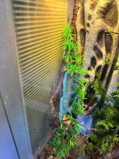 Madagaskar Tag Gecko
