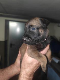 Malinois Welpen zu verkaufen