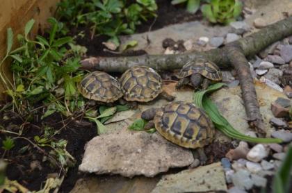 Griechischer Landschildkröten Nachzucht aus 2021 CITES-Zertifikat