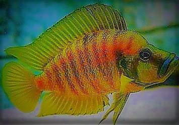 Tanganjika- u. Malawibuntbarsche abzugeben Tropheus, Frontosa, Brichardi, Yello
