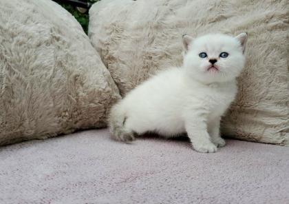 Britisch Kurzhaar BKH Kitten in chocolate und lilac tabby point