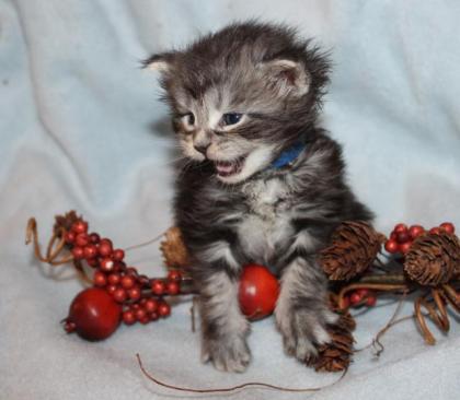 Maine Coon mit Stammbaum